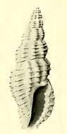 Image of Pseudodaphnella attenuata Hedley 1922