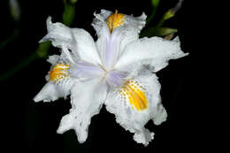 Sivun Iris japonica Thunb. kuva