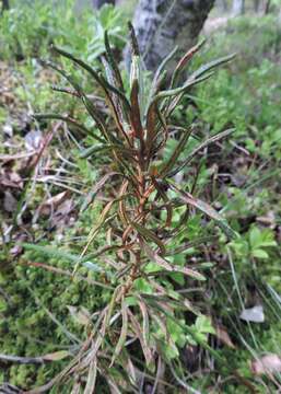 Imagem de Rhododendron tomentosum (Stokes) Harmaja