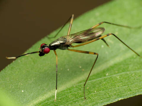 Rainieria antennaepes (Say 1823) resmi