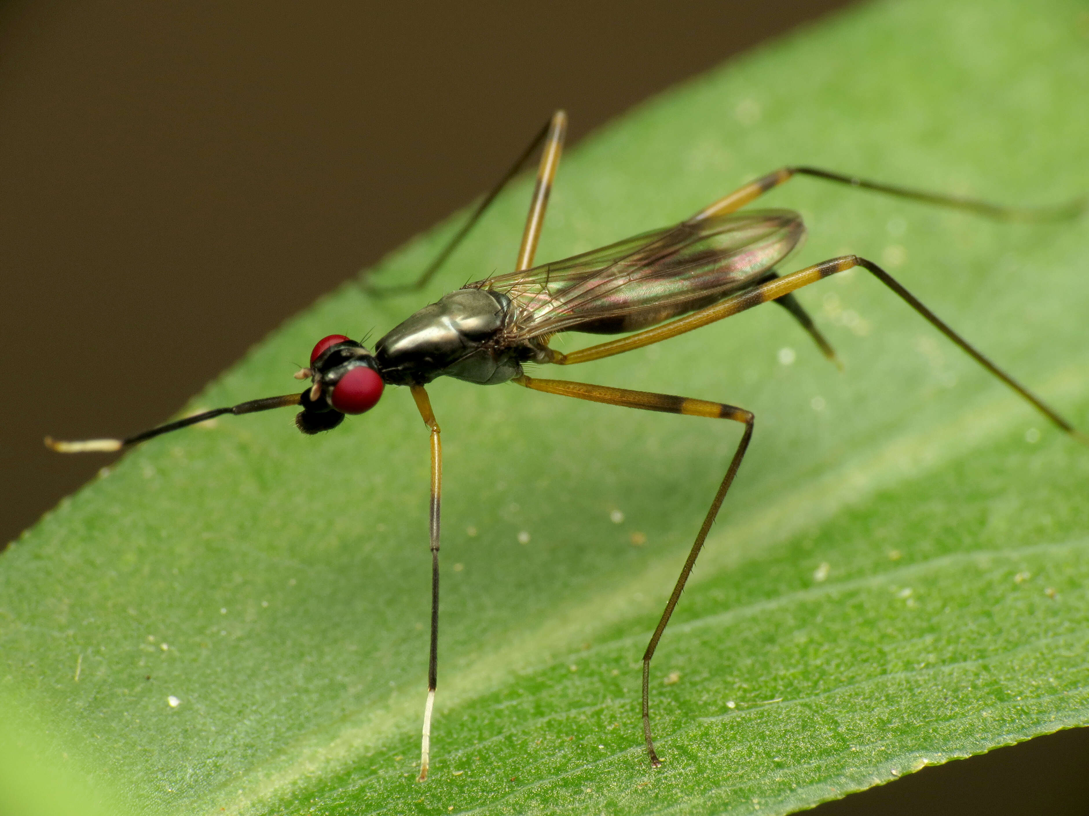 Rainieria antennaepes (Say 1823) resmi