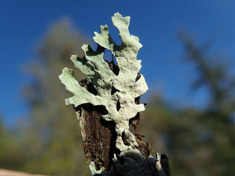 Image of Hammered shield lichen