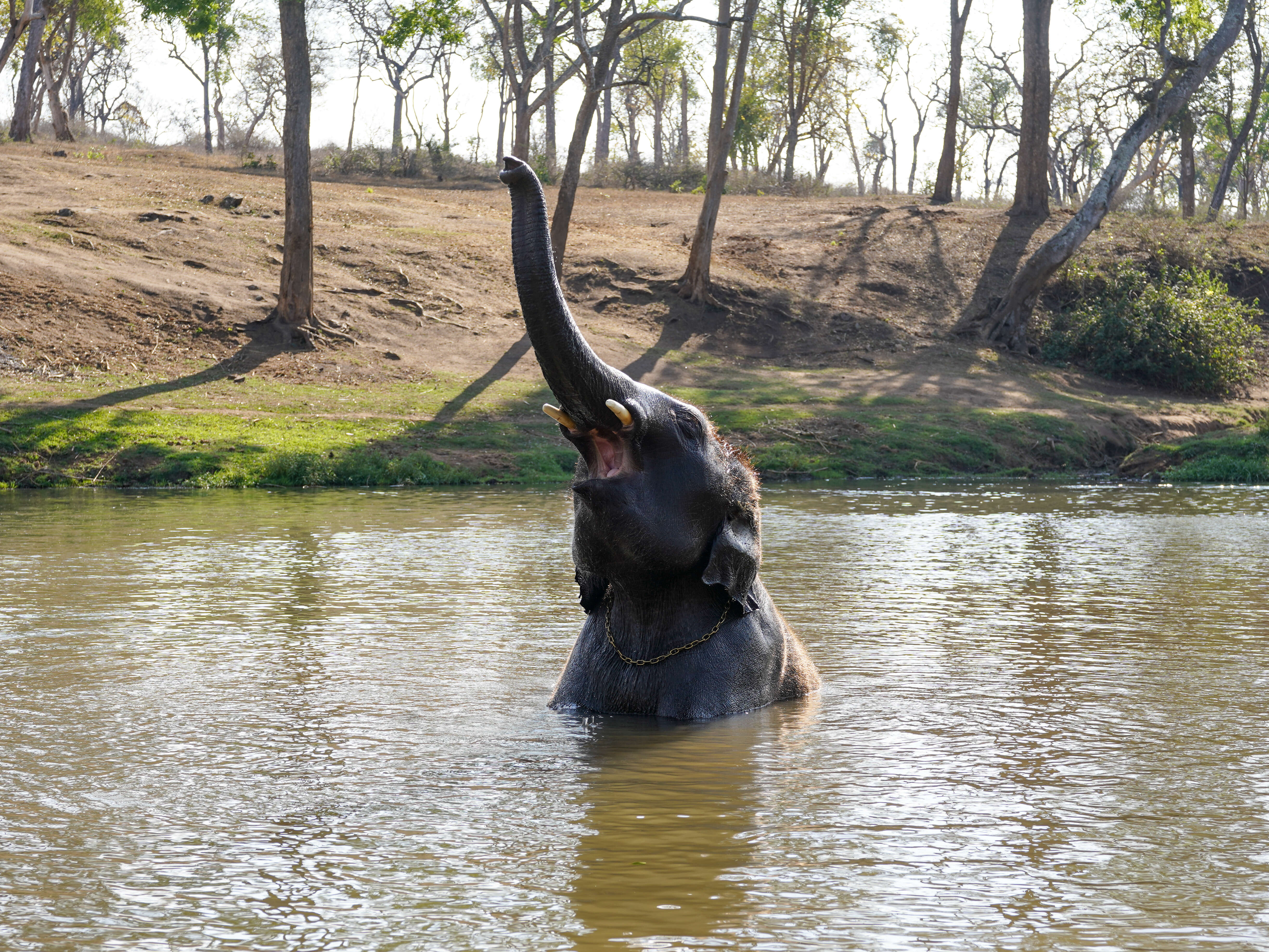 Image of Indian elephant