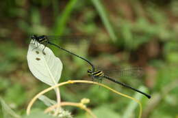 Image de Onychargia Selys 1865