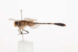 Image of Slender Skimmer