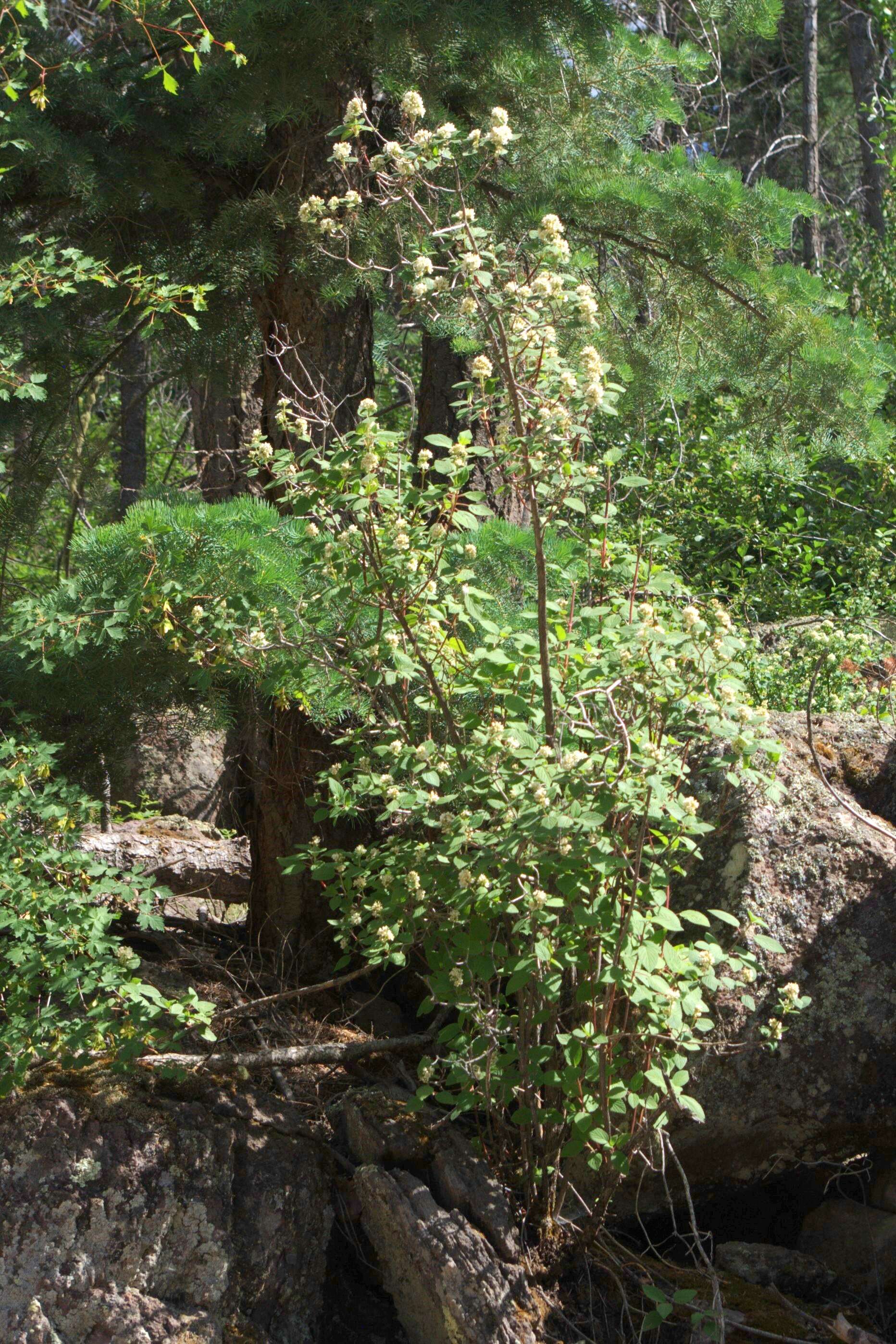 Image of fivepetal cliffbush