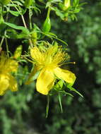 Image of Hypericum oblongifolium Choisy