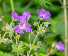 Image of Wood Crane's-bill