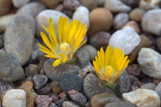 Image of Lithops otzeniana Nel