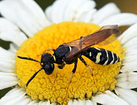 Image of Philanthus bilunatus Cresson 1865