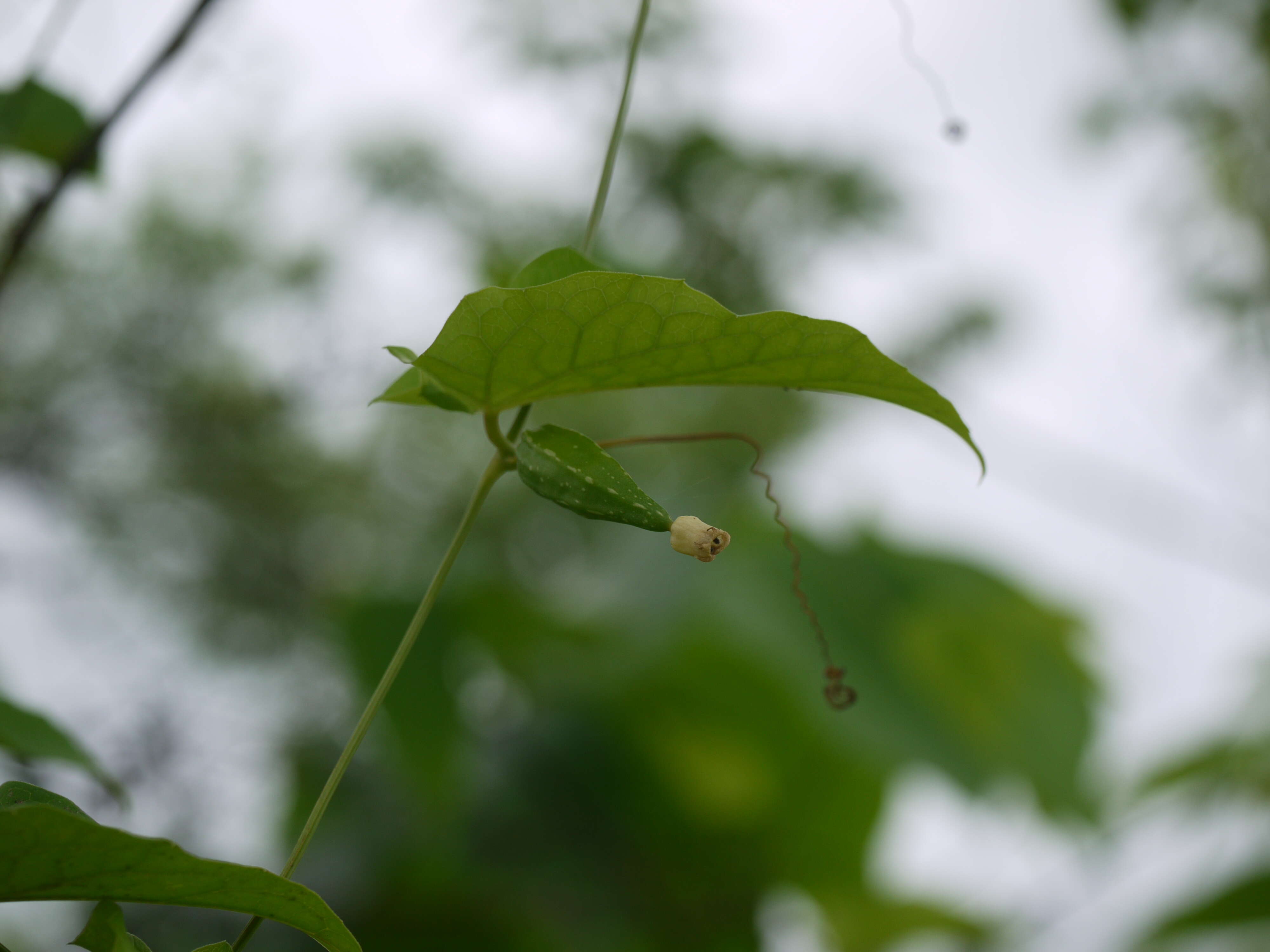 Image of Solena amplexicaulis (Lam.) Gandhi ex Saldanha & Nicolson