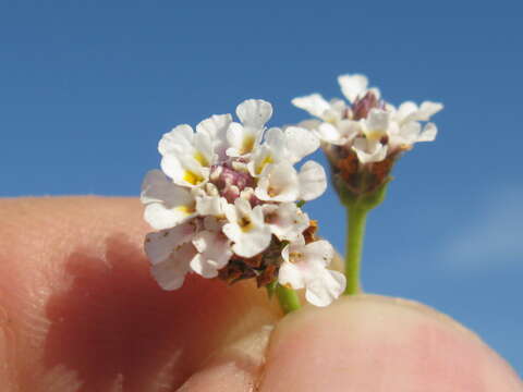 Phyla nodiflora var. minor (Gillies & Hook.) N. O'Leary & Múlgura的圖片