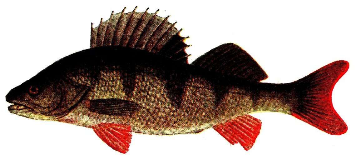 Image of Perch