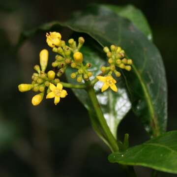 Plancia ëd Psychotria capensis (Eckl.) Vatke