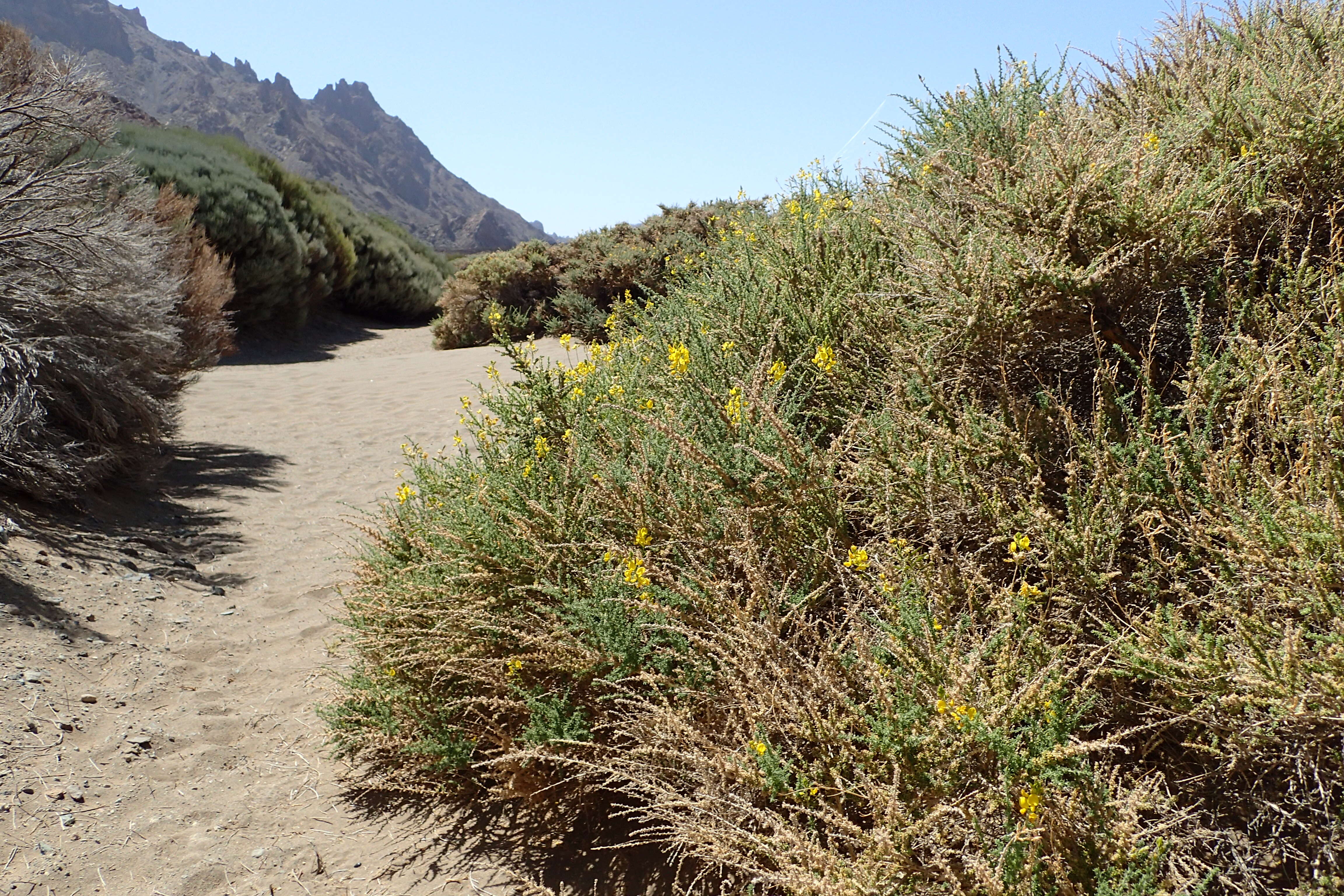 Слика од Adenocarpus viscosus (Willd.) Webb & Berthel.