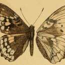 Image of Herona sumatrana Moore 1881