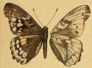 Image of Herona sumatrana Moore 1881