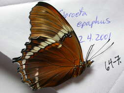 Image de Siproeta epaphus