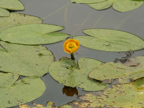 Image of Yellow Water-lily