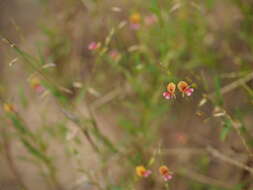 Plancia ëd Alysicarpus bupleurifolius (L.) DC.