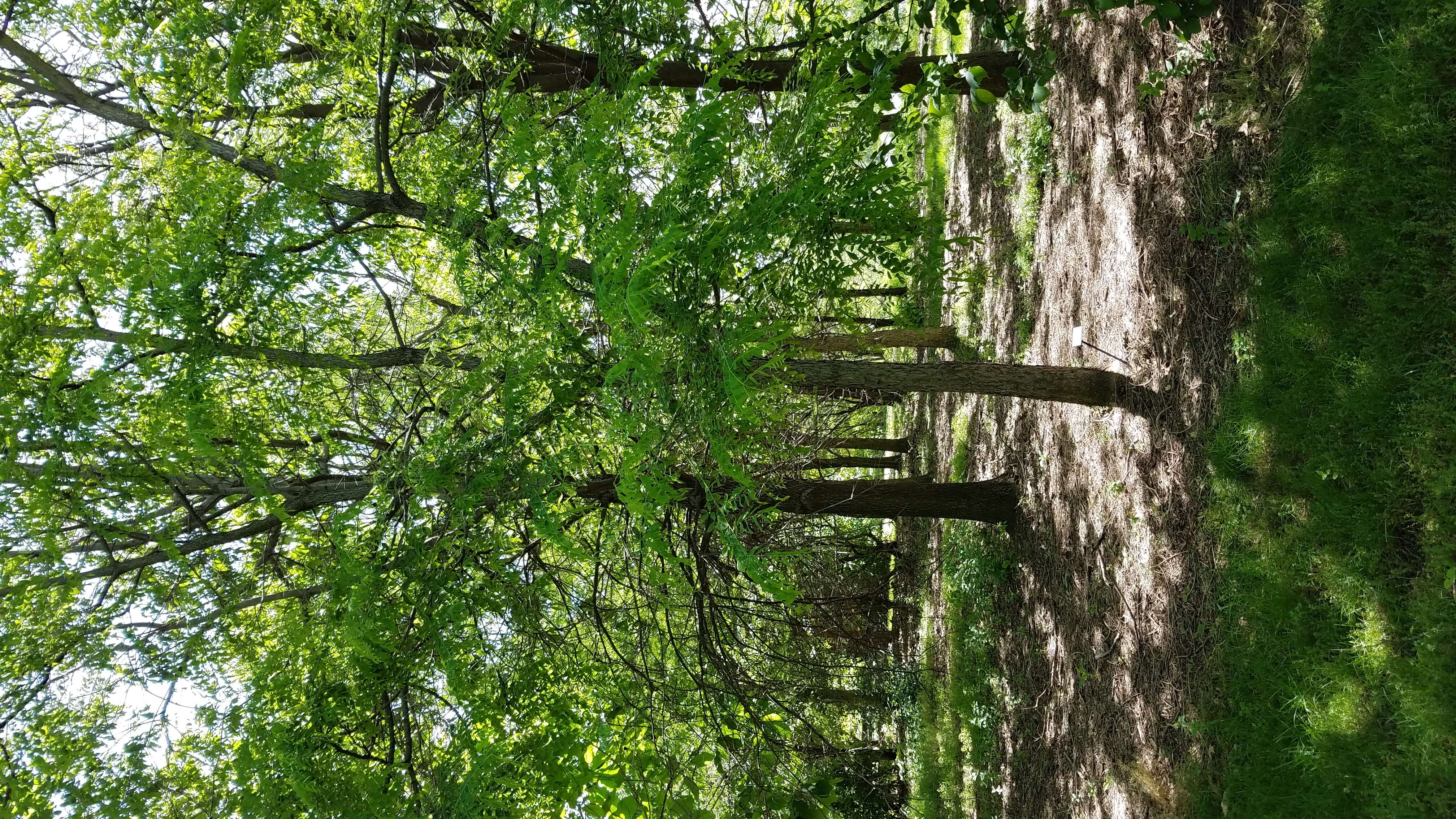 Plancia ëd Gymnocladus dioica (L.) K. Koch