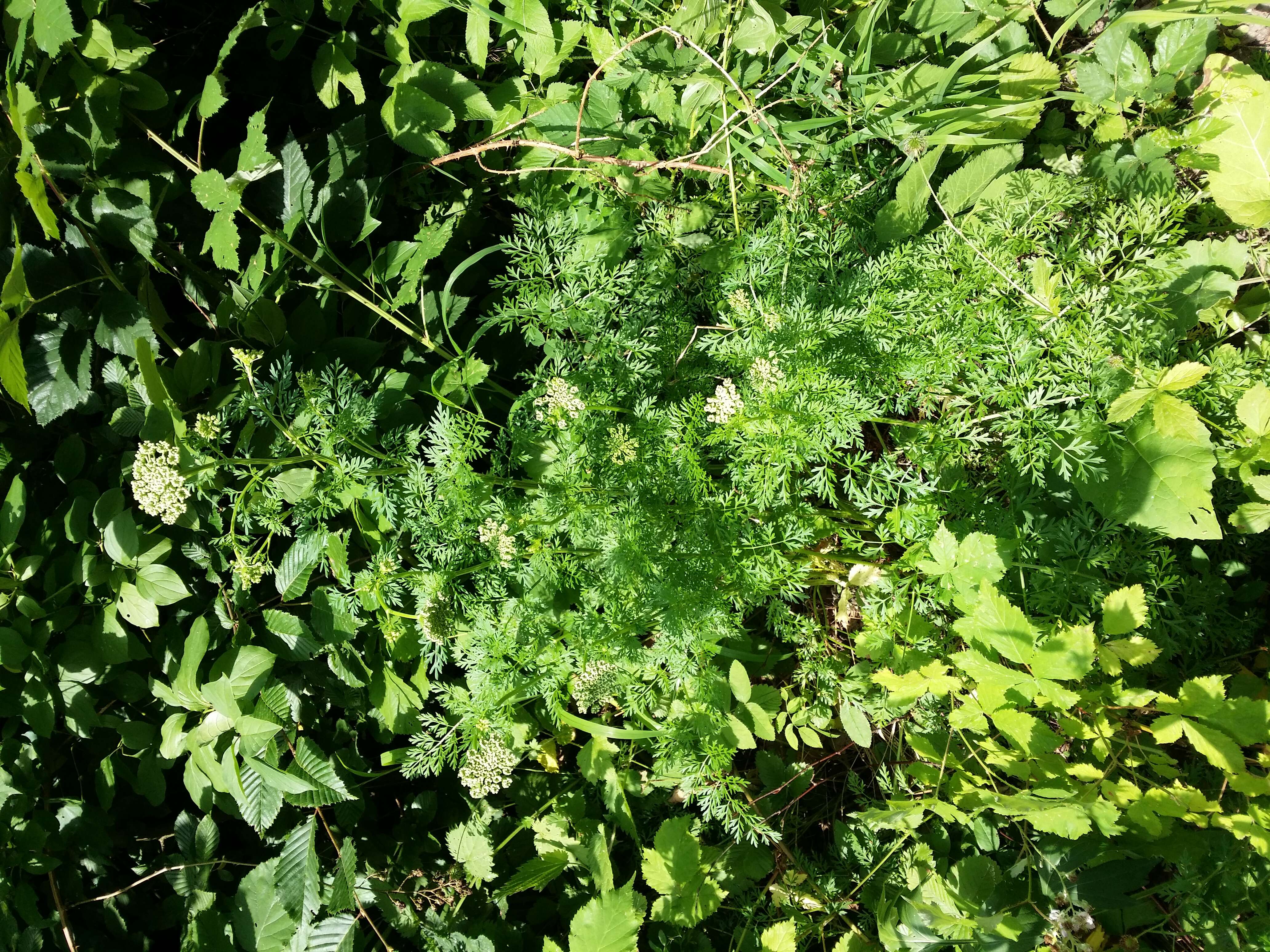 Image of little-leaf angelica