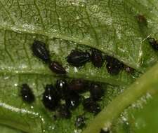 Image of Black Cherry Aphid