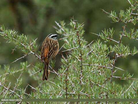 Image of European Rock Bunting