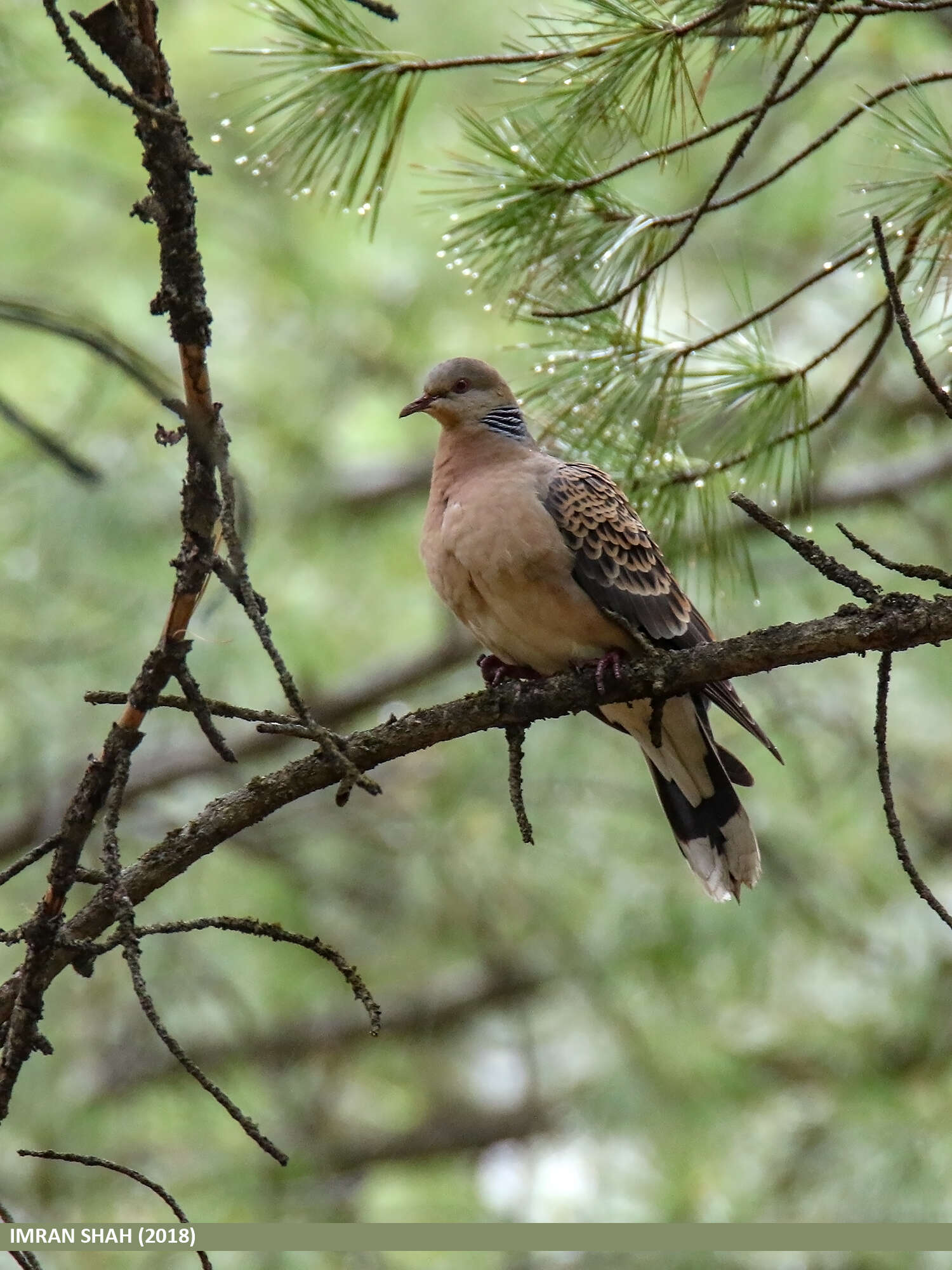 Image of Oriental Turtle Dove