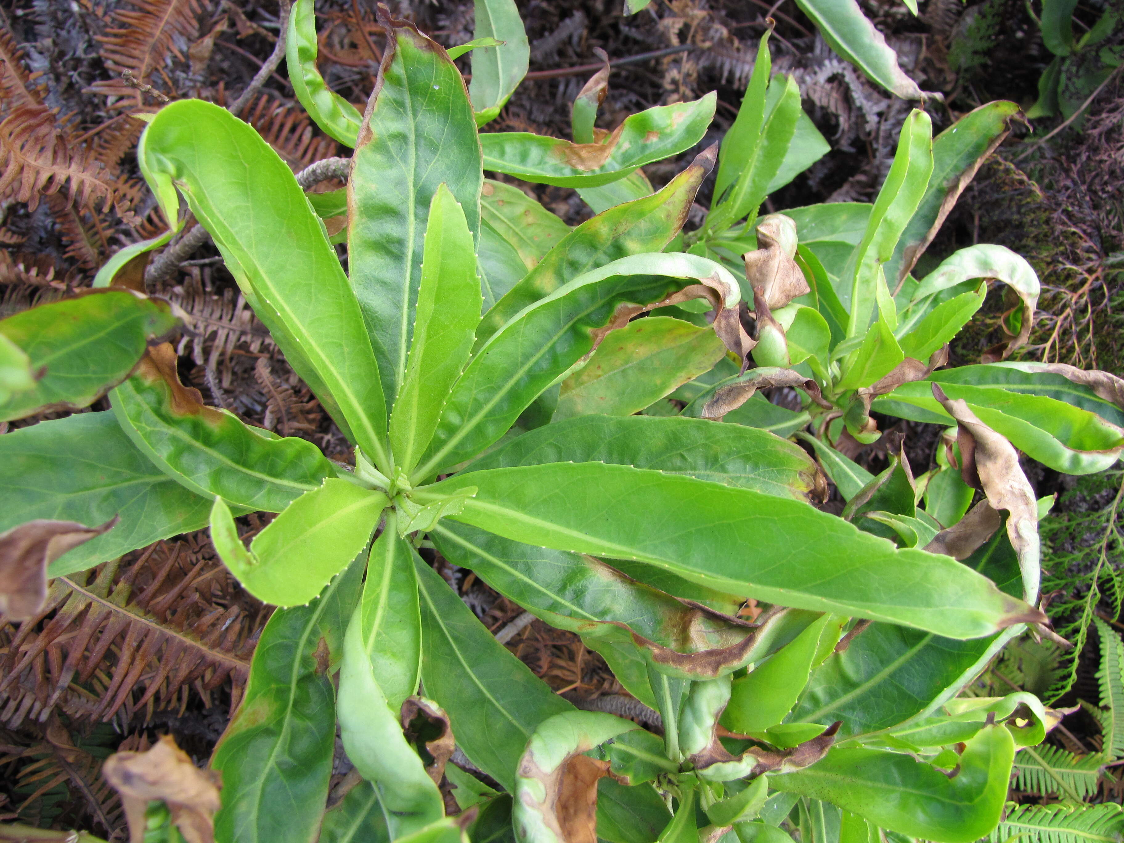 Image of naupaka kuahiwi