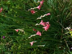 Imagem de Dierama igneum Klatt