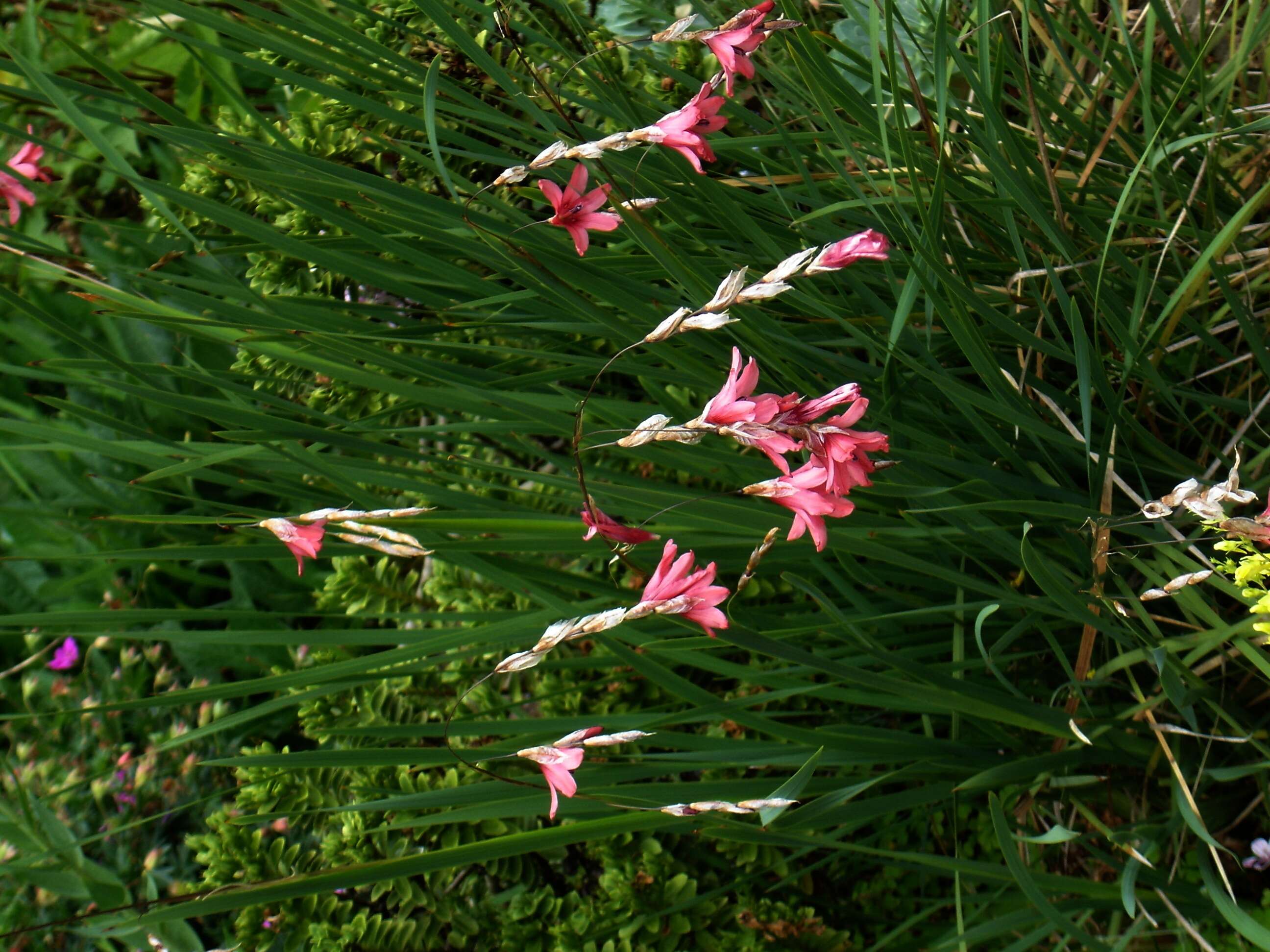 Imagem de Dierama igneum Klatt