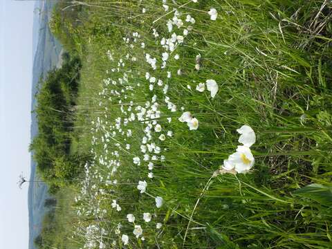 Image of Snowdrop Anemone