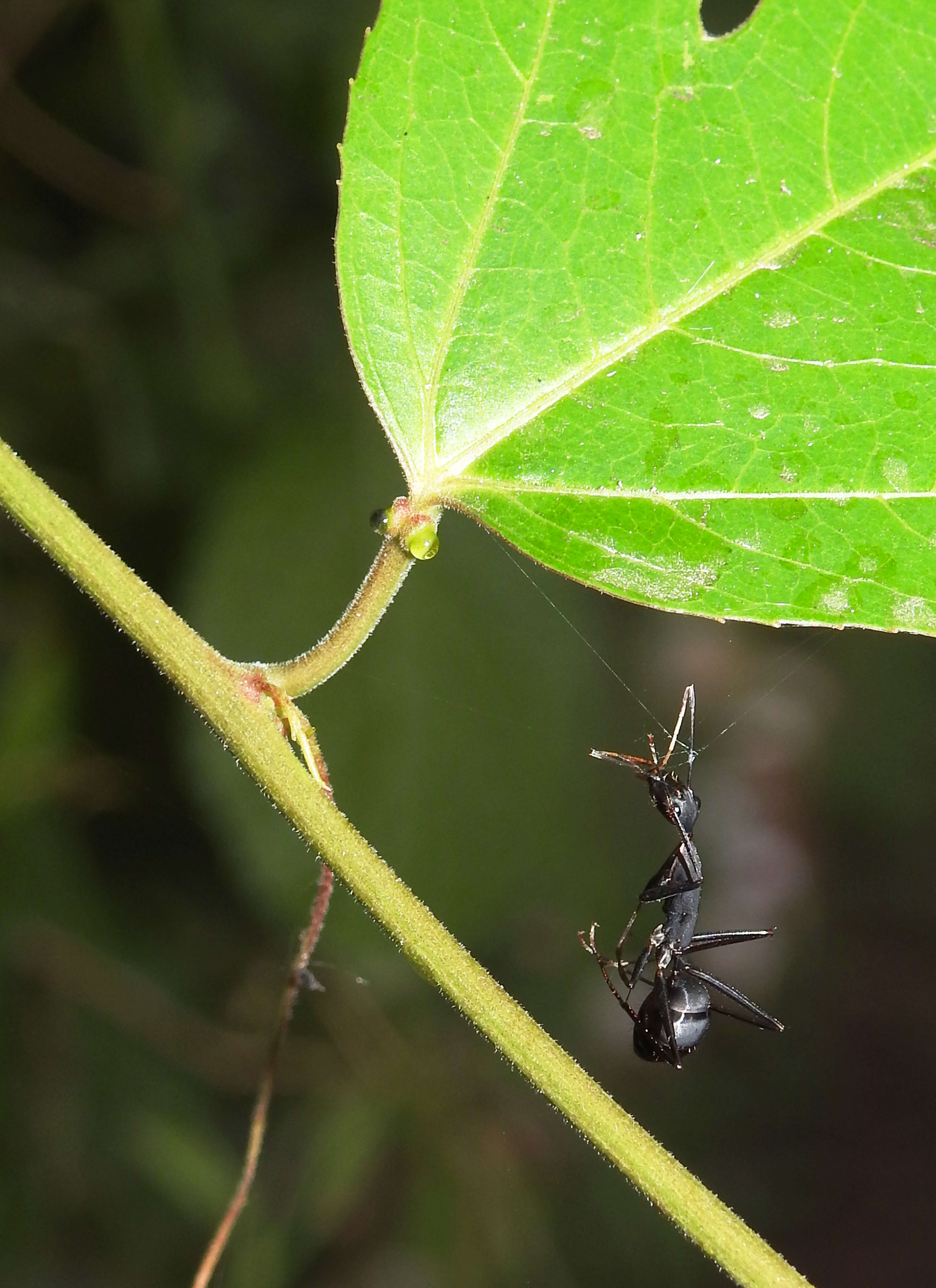 Image of Maypop