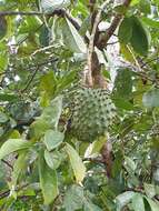 Image of soursop