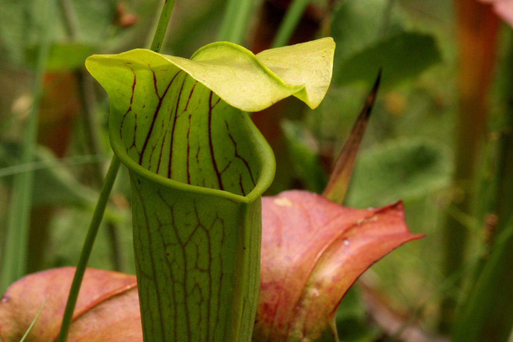 Image of Yellow Trumpets