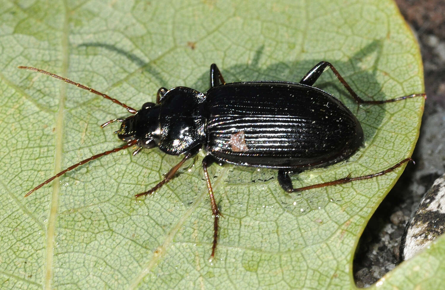 Image of Nebria