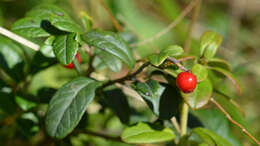 Image of lingonberry