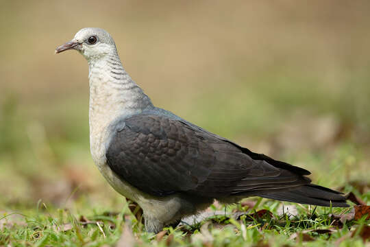 Image of White-headed Pigeon