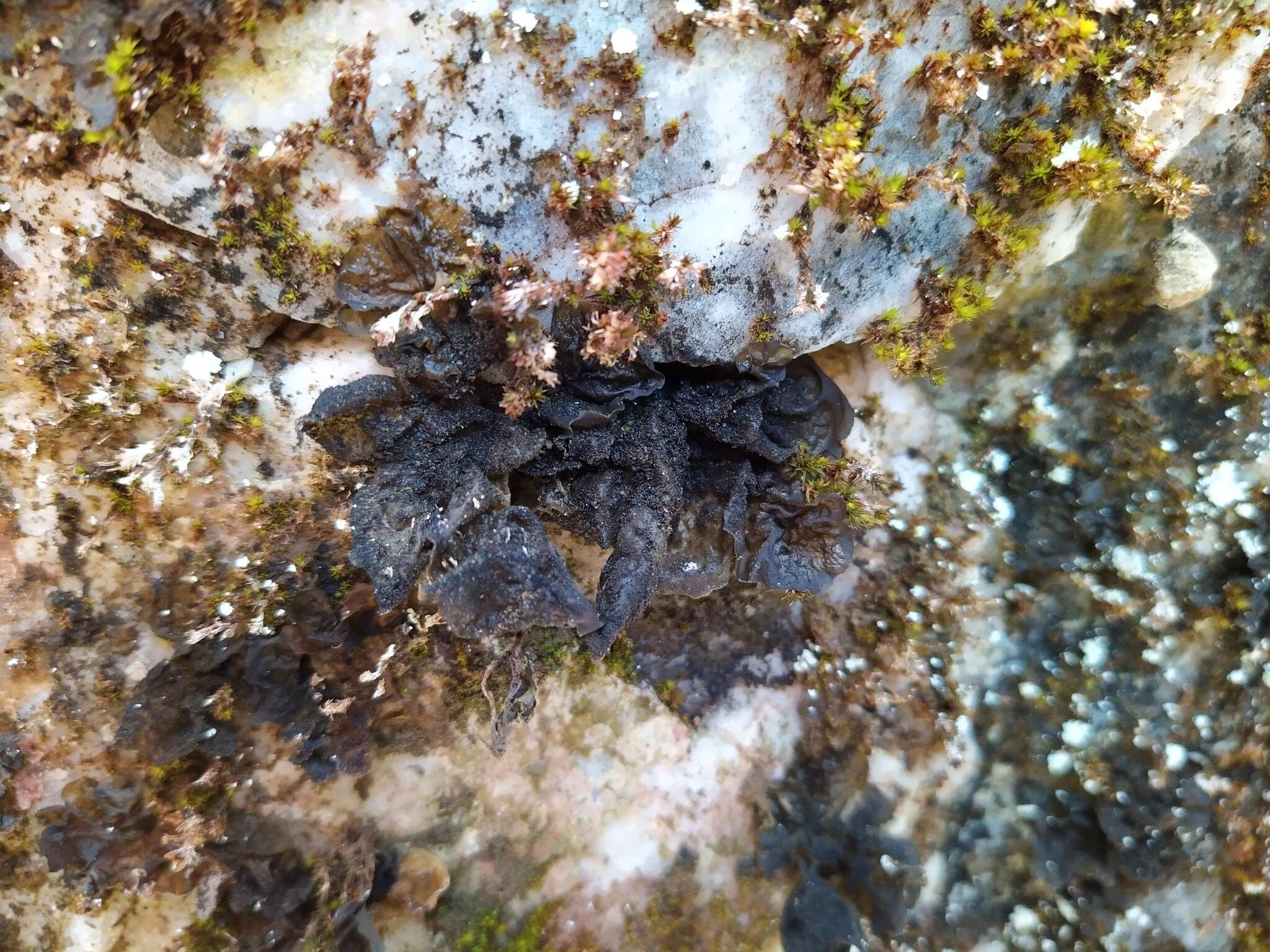 Image of jelly lichen