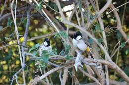 Image of White-eared Bulbul