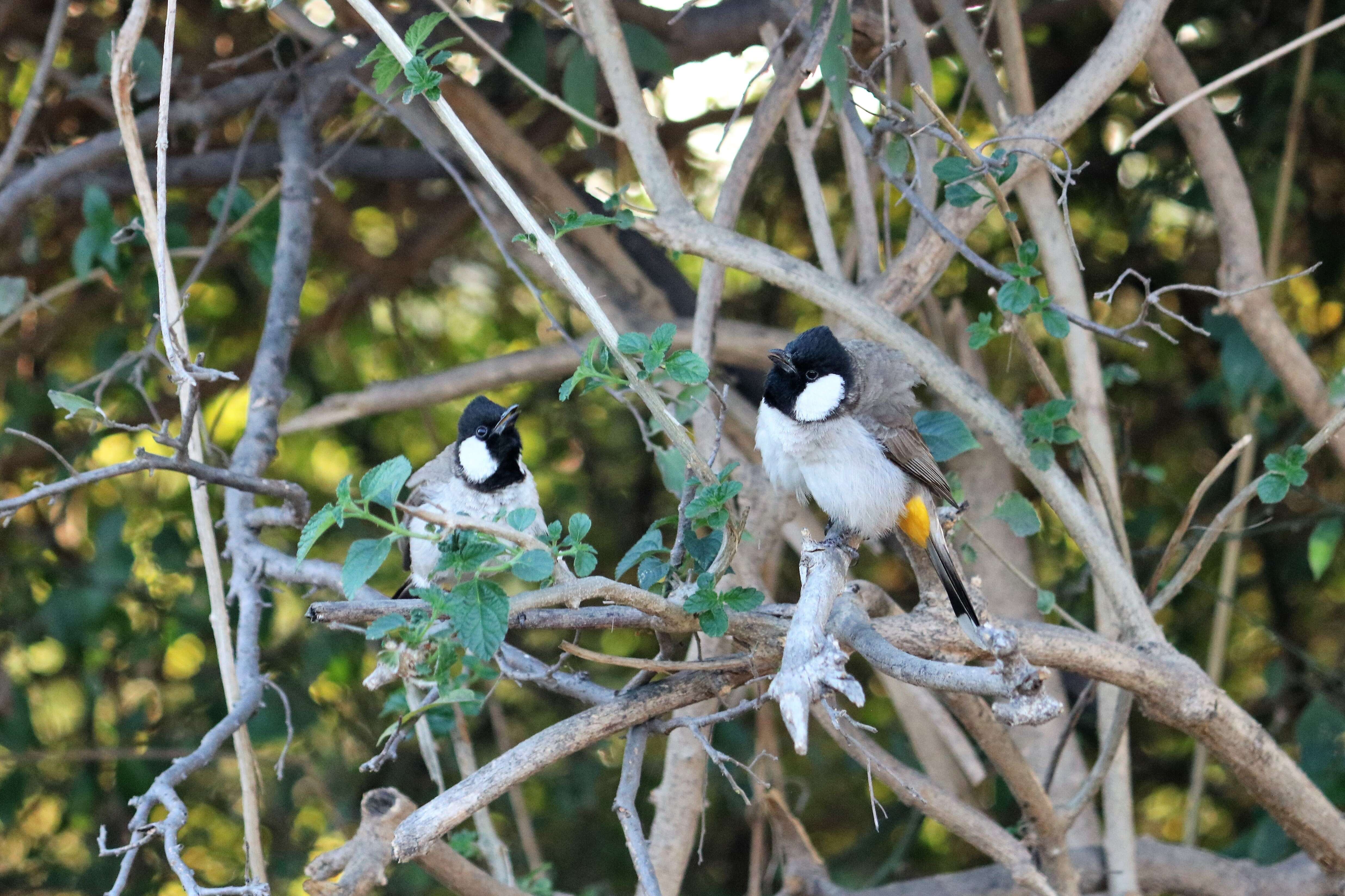 Image of White-eared Bulbul