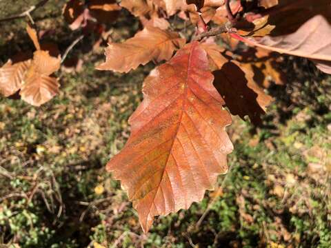 Image of Basket Oak