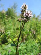 Image of Horse Mint