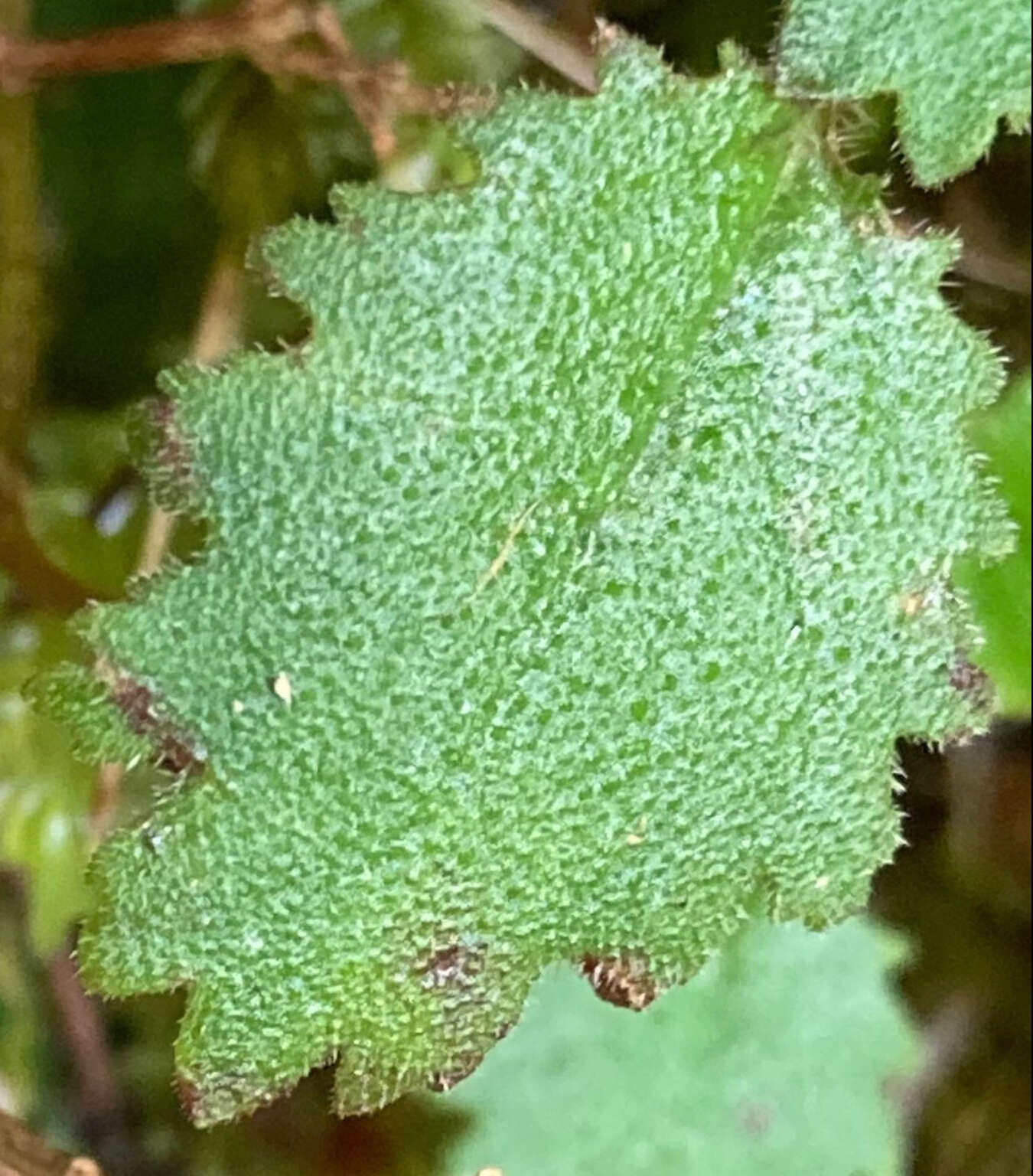 Image of Jovellana