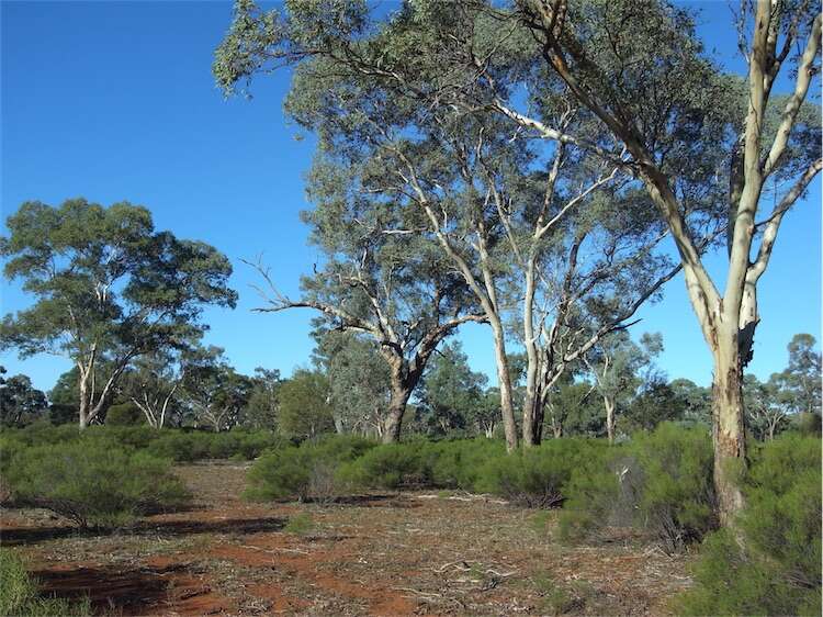 Image of Eucalyptus intertexta R. T. Baker