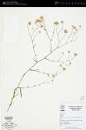 Sivun Symphyotrichum regnellii (Baker) G. L. Nesom kuva