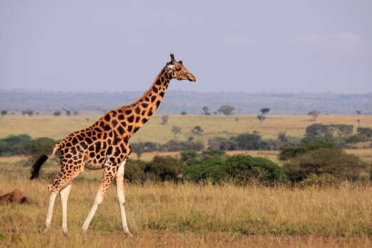 Image of Giraffe