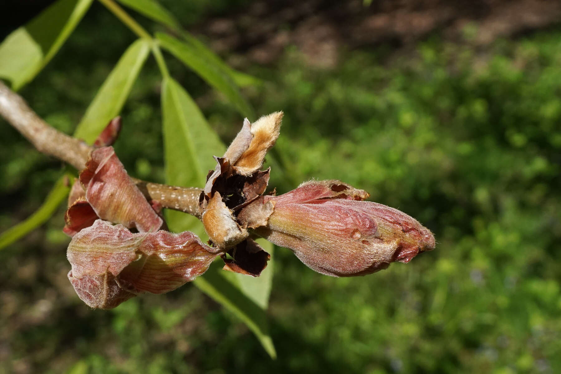 Image of shellbark hickory