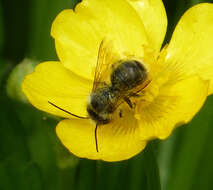 Image of Osmia rufa (Linnaeus 1758)